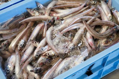 Deniz ürünleri pazarında çiğ balık. 