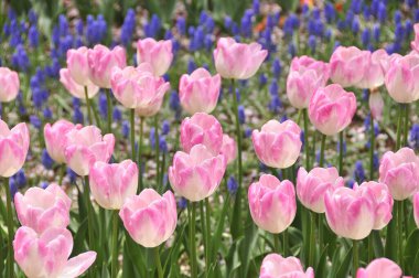 Parkta açan güzel laleler           