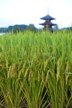 Scenic view of rice field with Hokiji Temple on background clipart