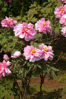 Bahçedeki güzel çiçekler