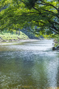 Ormandaki güzel nehir