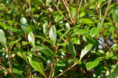 doğanın yeşil yaprak.