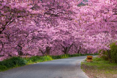 İlkbaharda kiraz çiçeği 