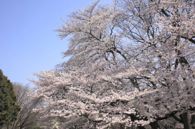 İlkbaharda güzel kiraz çiçekleri kapanıyor.