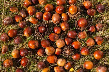 Çimenlerdeki olgun kestanelerin yakın görüntüsü