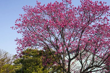 Bahçedeki güzel pembe çiçekler