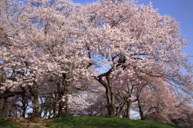 Bahar bahçesinde çiçek açan güzel ağaçlar.       