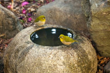İki küçük kuş su içiyor.