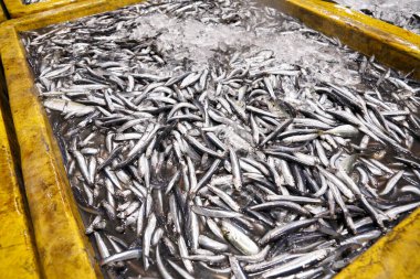 Deniz ürünleri pazarında çiğ balık. 