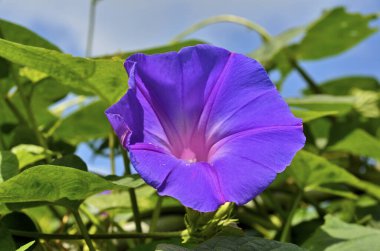 Mavi ve mor çiçeklere yakın.