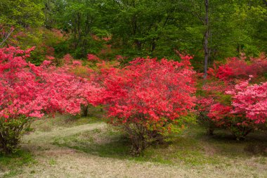 Güzel sonbahar yaprakları, sonbahar mevsimi