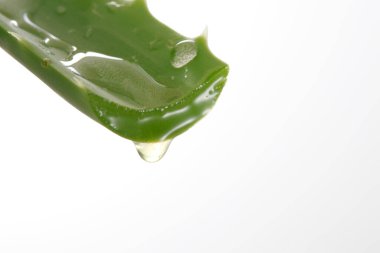 aloe vera bitkisi beyaz üzerine izole 