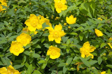 Bahçedeki sarı çiçekler