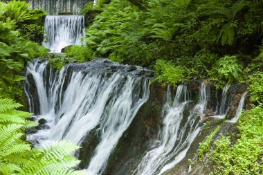 Ormandaki güzel şelale, doğa arka planı, yeşil ormandaki şelale          