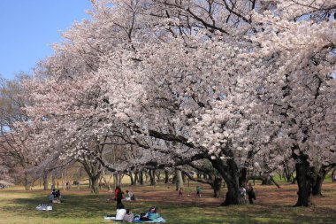 Nara Park 'taki kiraz çiçeği.
