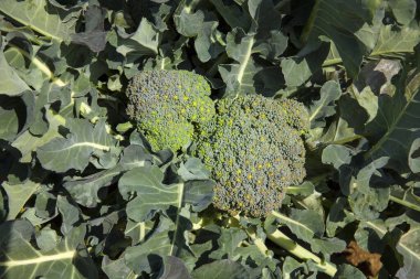 Sebze çiftliğinde yetişen organik brokolinin yakın plan görüntüsü.