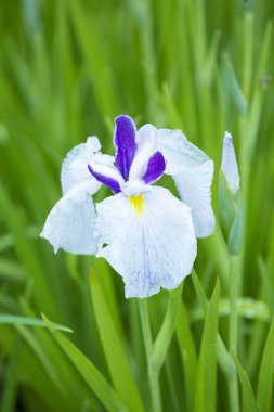 Mor Japonca Iris çiçekleri yakın çekim