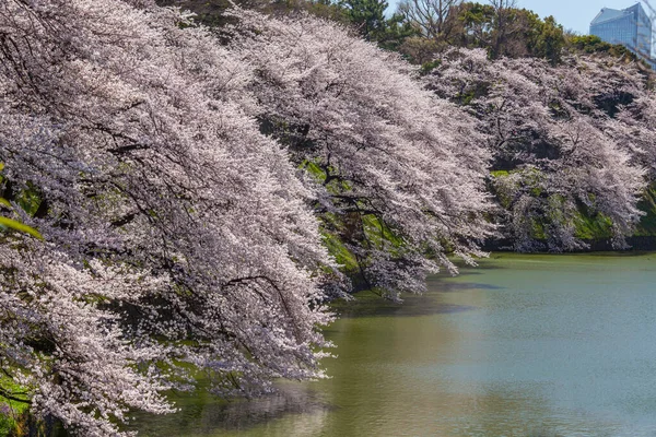 Kiraz çiçeği, kyoto, japan