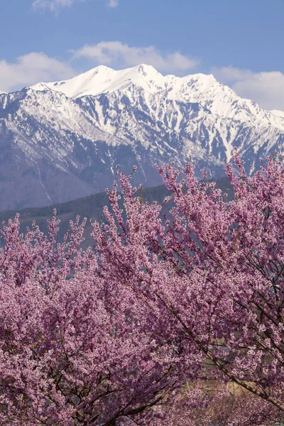 pink cherry flowers in bloom in the mountains of japan.
