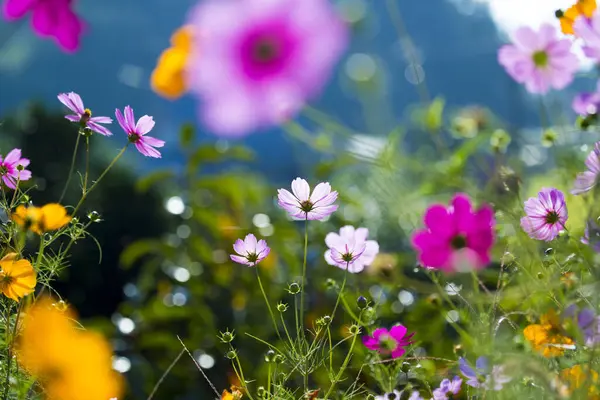 Mooie Bloemen Groeien Tuin — Stockfoto