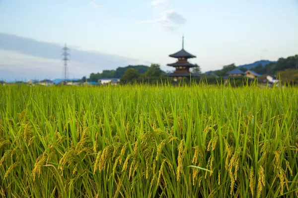 Scenic View Rice Field Hokiji Temple Background — Stock fotografie