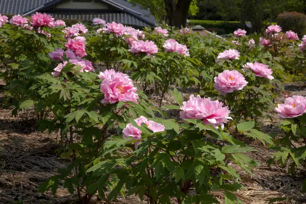 japanese rose ( rosa rosa ) flower in the garden