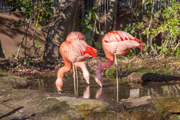 Όμορφα Κόκκινα Φλαμίνγκο Στο Πάρκο Ζωολογικό Κήπο — Φωτογραφία Αρχείου