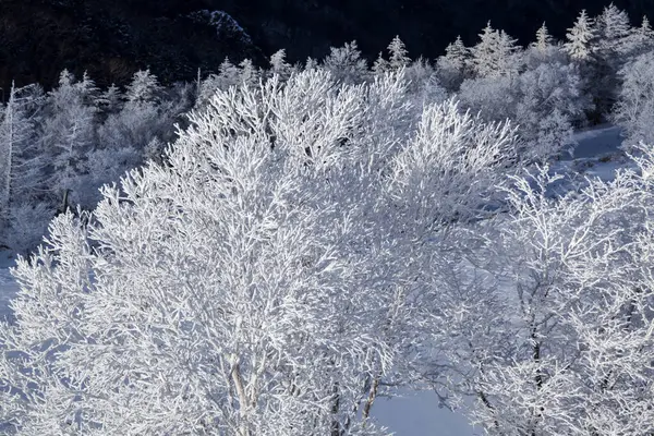 Güzel Kar Kaplı Orman Manzarası — Stok fotoğraf
