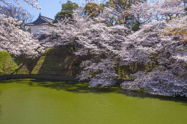 Japonya 'da kiraz çiçekleri, Tokyo