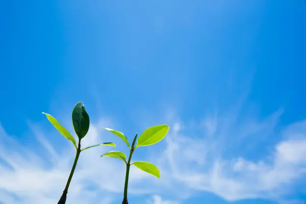 Grüne Pflanzen Vor Blauem Himmel Ökologie Und Naturkonzept — Stockfoto