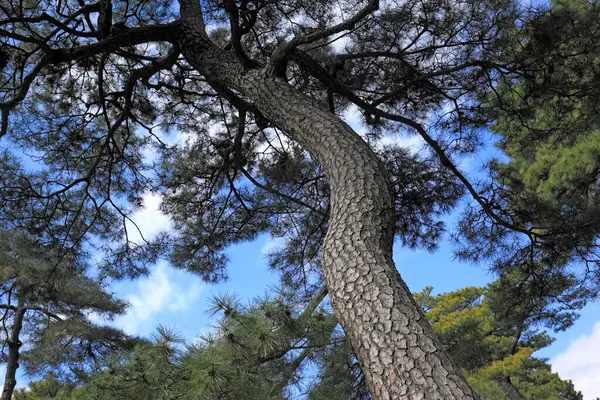 Cabang Pinus Hutan — Stok Foto