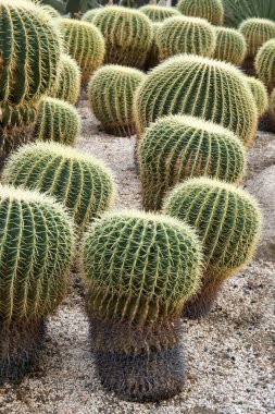 Güzel botanik fotoğrafı, doğal duvar kağıdı.