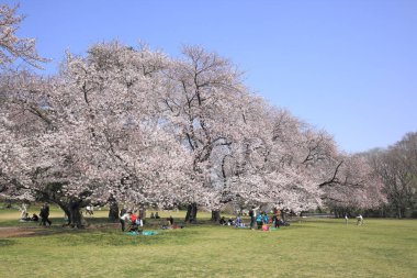 Tokyo, Japonya - 13 Haziran, 2017: Tokyo, Japonya 'daki parkta kiraz çiçekleri. Kiraz çiçekleri kiraz çiçekleri kiraz çiçekleri