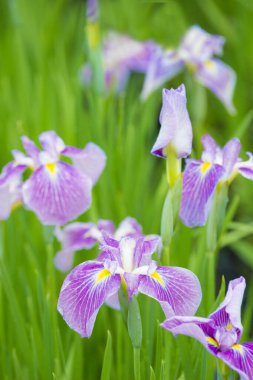 güzel çiçekler, görünümü kapatın