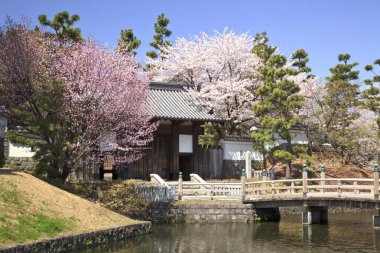 Geleneksel Japon binası ve tahta köprünün yanında kiraz çiçekleri açıyor.