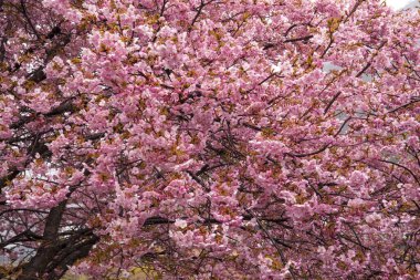 İlkbaharda kiraz çiçeği 