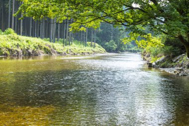 Ormandaki güzel nehir