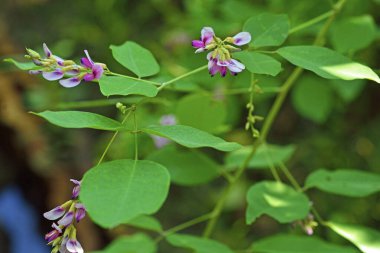 Bahçede büyüyen güzel çiçekler