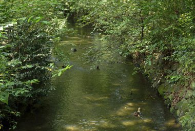 Temiz akarsu yeşil orman ağaçlarının arasından yavaşça akar.