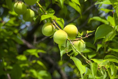 Bahçedeki elmalar, hasat konsepti.