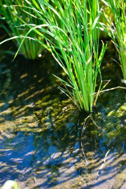 Yeşil bir çimenin arka planı. Yeşil Çimen Ayrıntıları Kapat.