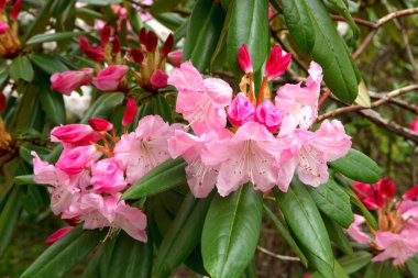 Baharda bahçede güzel rhododendron çiçekleri