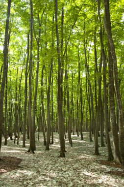 Ormandaki ağaçlar. bahar