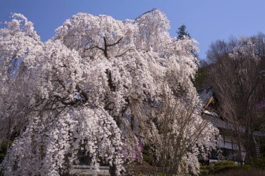 Bahçedeki güzel çiçekler