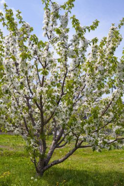 Bahar çiçeği Bahçe