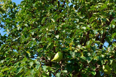 Bahçedeki ağaç dallarında yeşil yapraklar