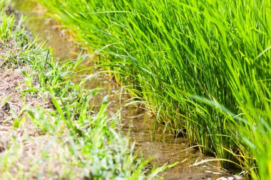 Yeşil bir çimenin arka planı. Yeşil Çimen Ayrıntıları Kapat.