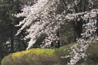 Güzel botanik fotoğrafı, doğal duvar kağıdı.