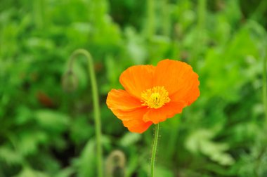 Bahçede açan güzel çiçekler.        