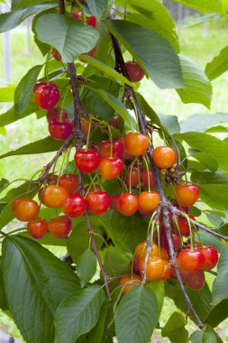 Bahçedeki ağaçta olgun kırmızı kirazlar